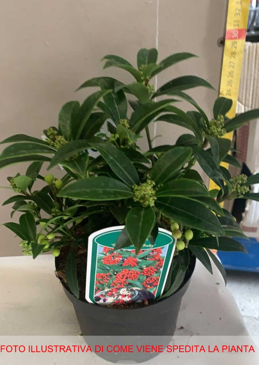 SKIMMIA JAPONICA GODRIES LITTLE RUBY VASO 15CM