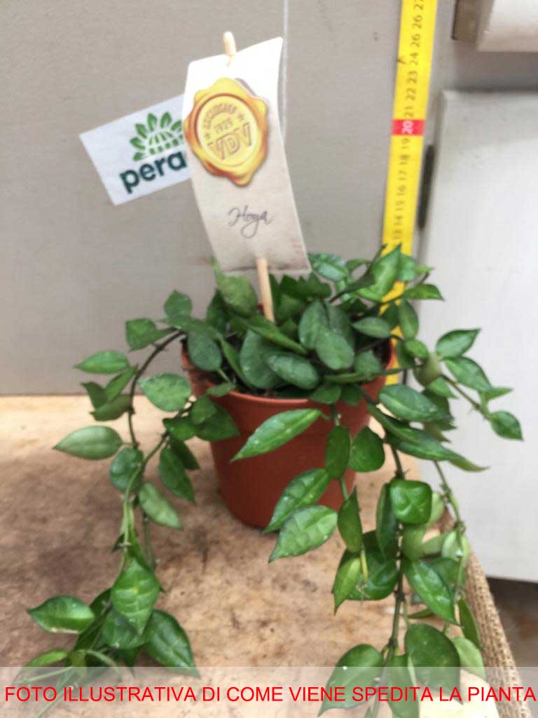 HOYA KROHNIANA FIORE DI CERA IN VASO 12CM