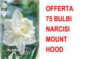 OFFERTA 75 BULBI NARCISO TRUMPET MOUNT HOOD