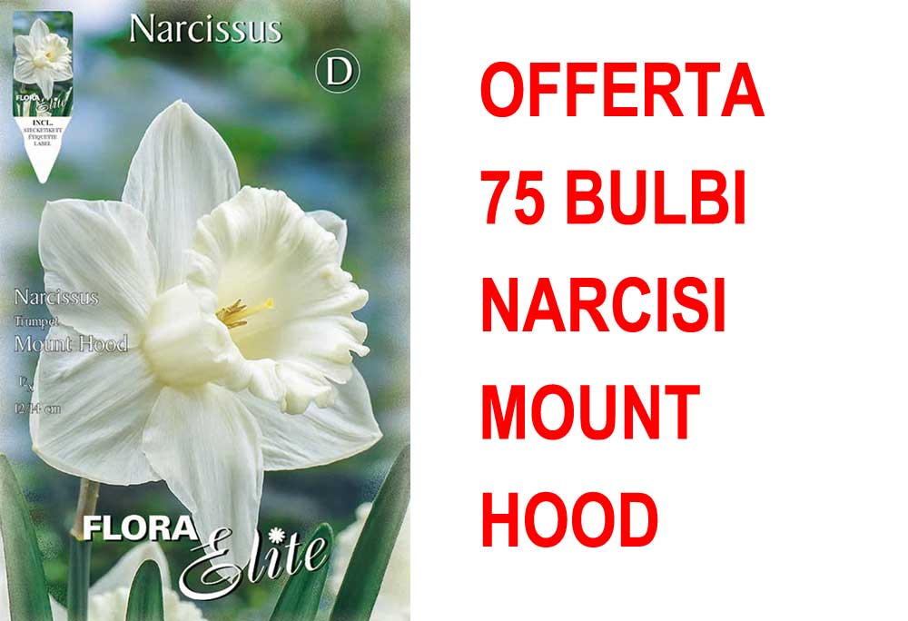 OFFERTA 75 BULBI NARCISO TRUMPET MOUNT HOOD