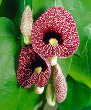 ARISTOLOCHIA MACROPHYLLA IN VASO 15CM