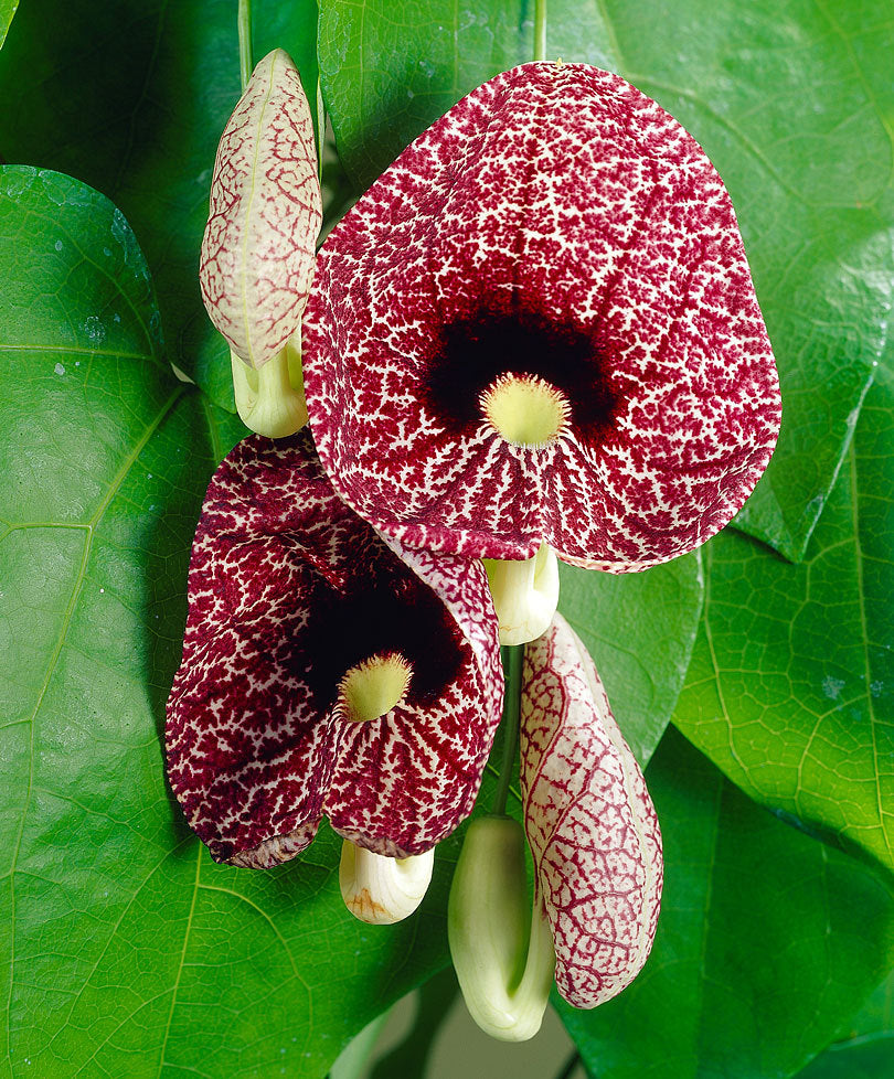 ARISTOLOCHIA MACROPHYLLA IN VASO 15CM