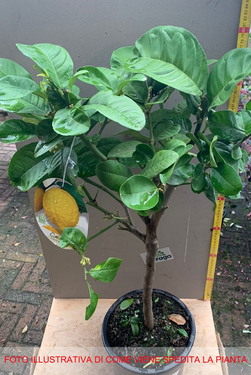 CEDRO MAXIMA (CITRUS MEDICA) IN VASO 20CM