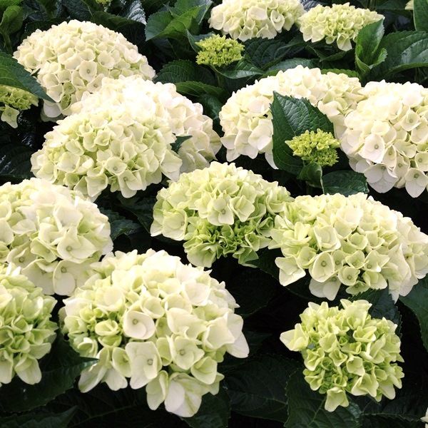 ORTENSIA HYDRANGEA MACROPHYLLA WHITE BALL VASO 23CM