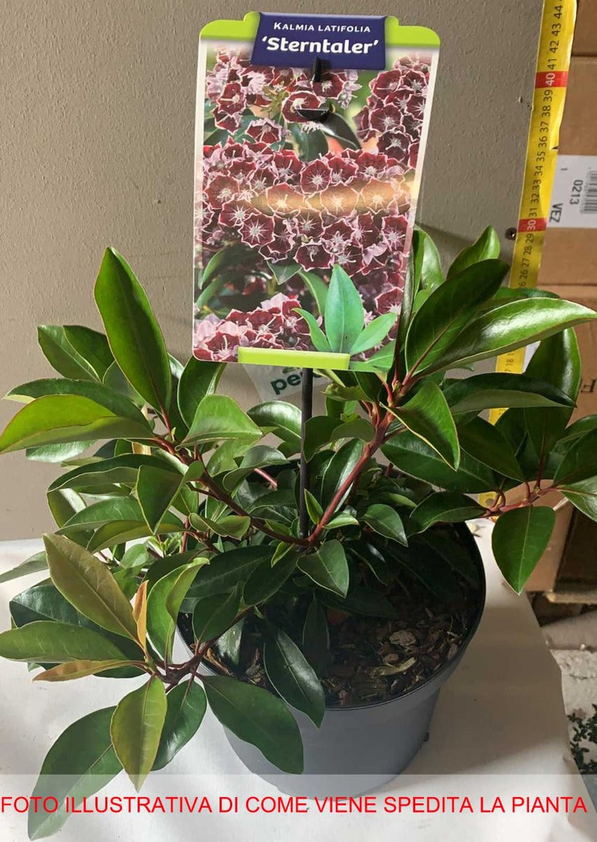 KALMIA LATIFOLIA STERNTALER IN VASO 21CM