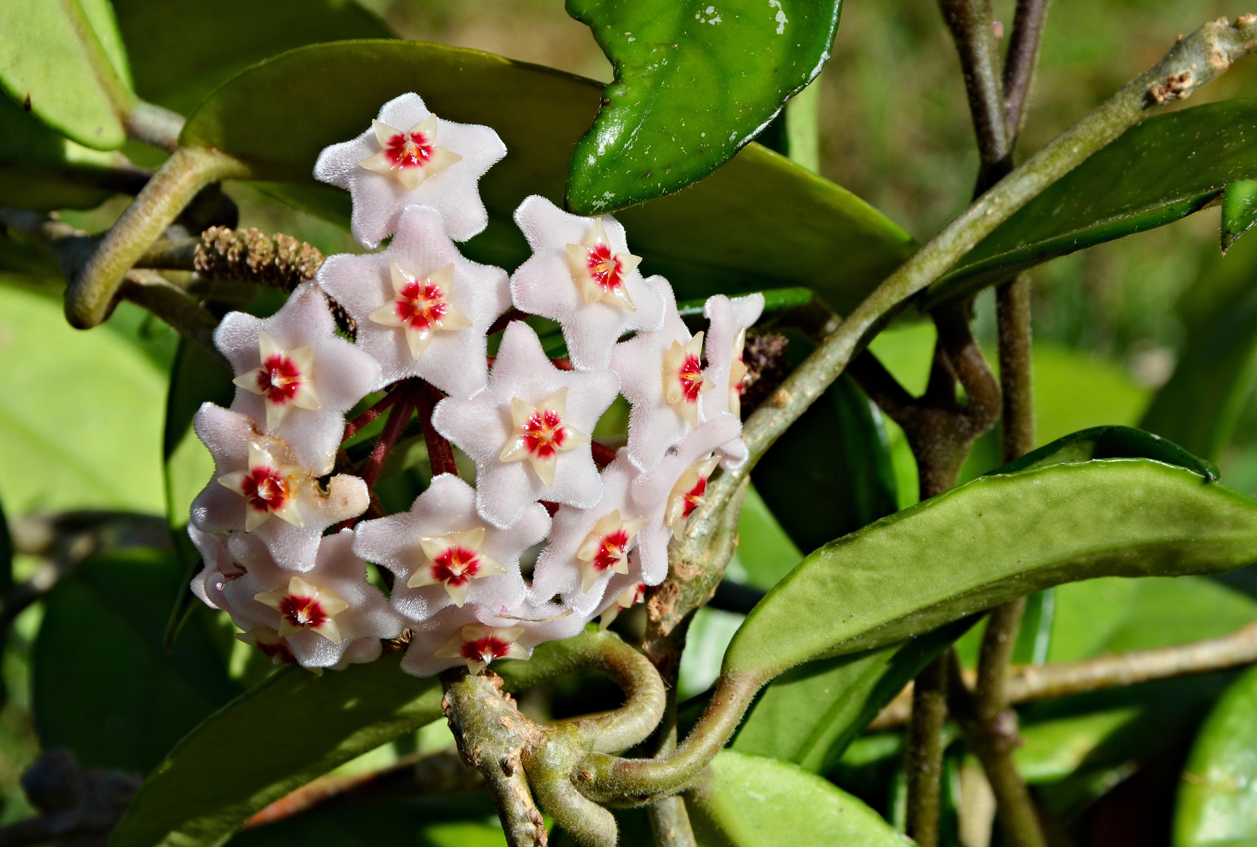 HOYA CARNOSA COMPACTA FIORE DI CERA VASO 6CM