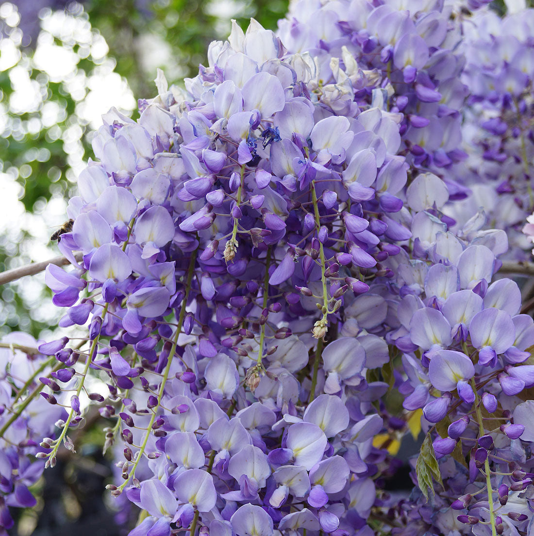 GLICINE WISTERIA SINENSIS PROFILIC VASO 14CM
