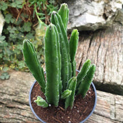 STAPELIA LEEN CREST VASO 8,5CM