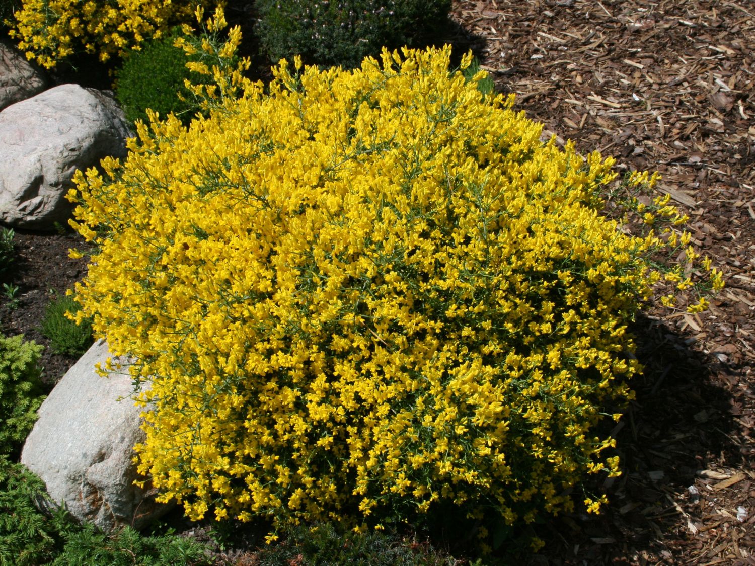 GINESTRA DELLA SIRIA GENISTA LYDIA IN VASO 19CM