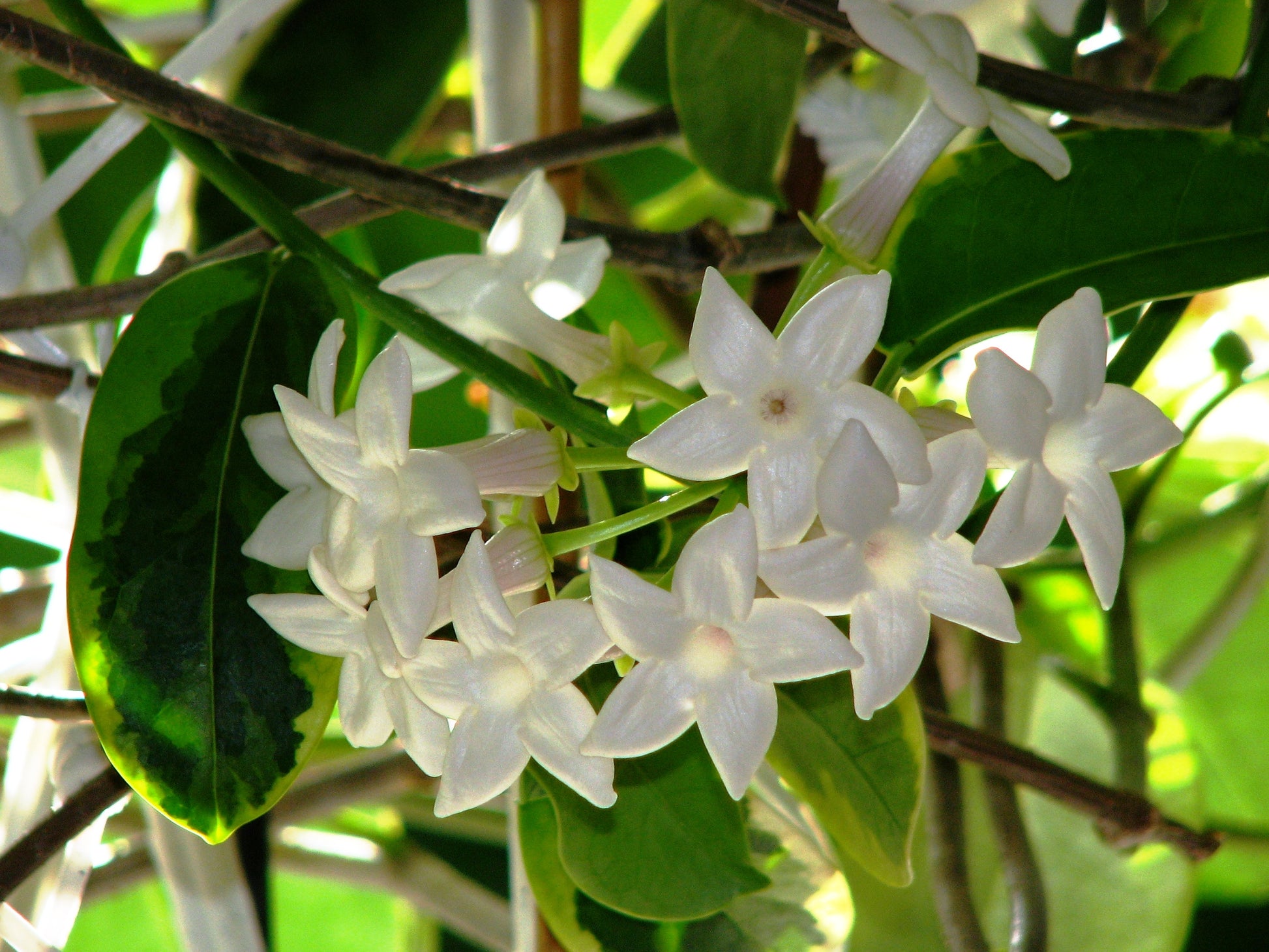 STEPHANOTIS FLORIBUNDA GELSOMINO DEL MADAGASCAR IN VASO 12CM
