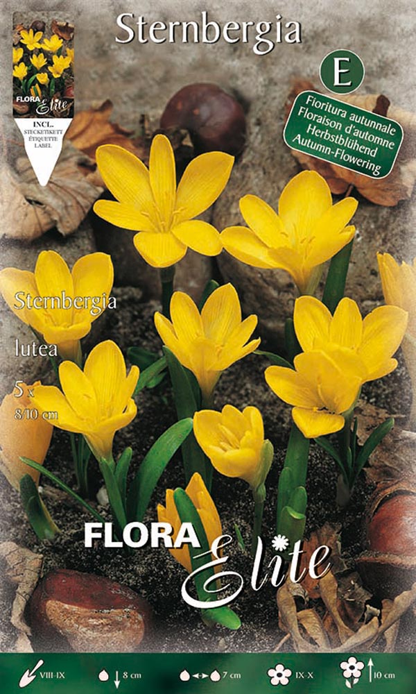 STERNBERGIA LUTEA (CONFEZIONE DA 5 BULBI)