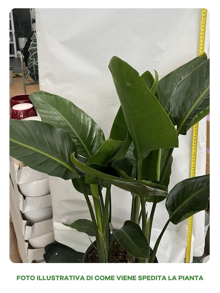 STRELITZIA NICOLAI O UCCELLO DEL PARADISO GIGANTE IN VASO 21CM