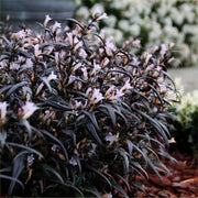 STROBILANTHES BRUNETTHY VASO 17CM