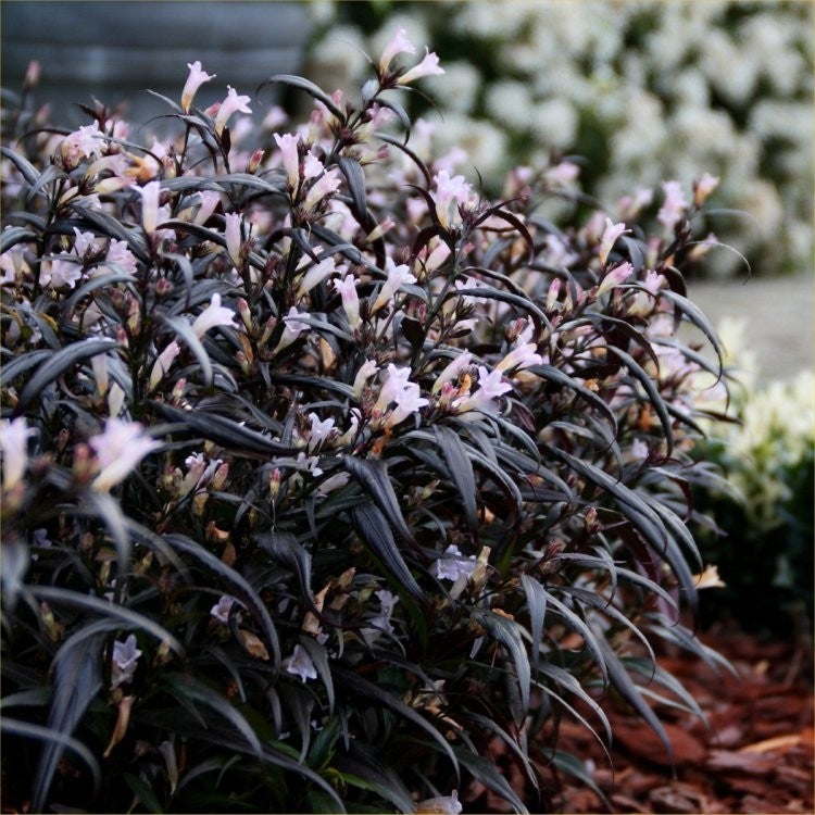 STROBILANTHES BRUNETTHY VASO 17CM