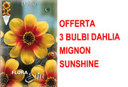 OFFERTA 3 BULBI DI DAHLIA MIGNON SUNSHINE