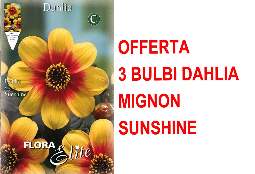 OFFERTA 3 BULBI DI DAHLIA MIGNON SUNSHINE