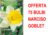 OFFERTA 75 BULBI NARCISO TRUMPET GOBLET