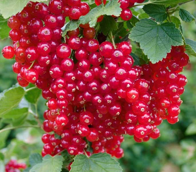 RIBES ROSSO LISETTE IN VASO 19CM