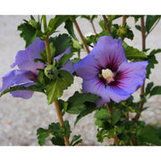 HIBISCUS IBISCO SYRIACUS ULTRAMARINE IN VASO 24CM