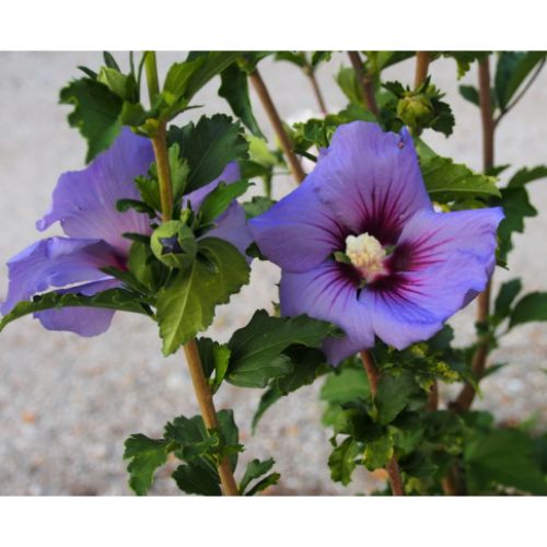 HIBISCUS IBISCO SYRIACUS ULTRAMARINE IN VASO 24CM
