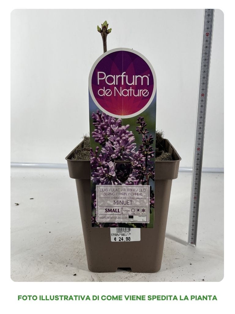 SYRINGA MINUET VASO 23CM