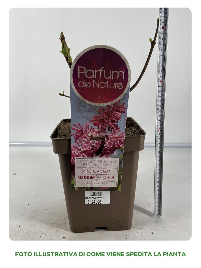 SYRINGA MISS CANADA VASO 23CM