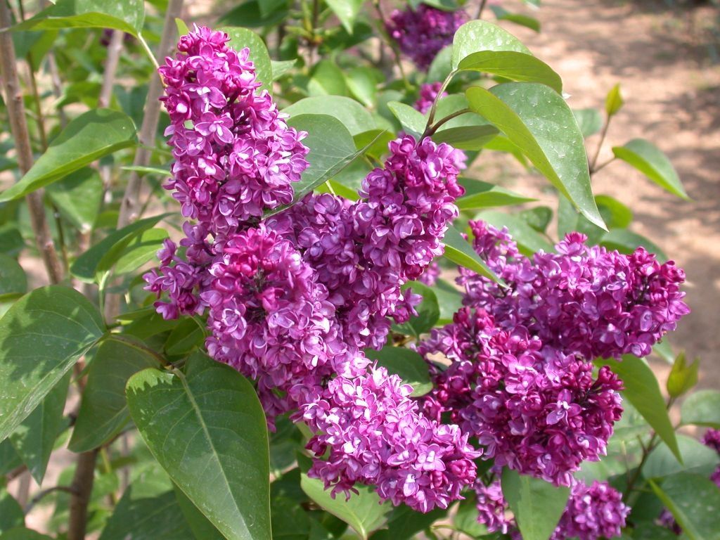 SYRINGA LILLA' CHARLES JOLY IN VASO 26CM