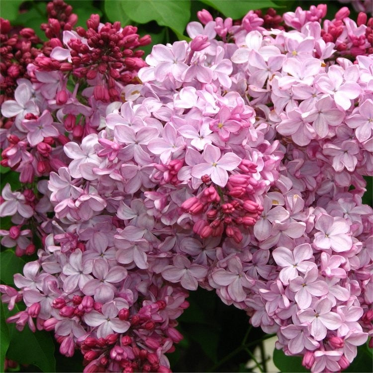 SYRINGA VULGARIS LILLA  ESTHER STALEY IN VASO 21CM