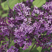 SYRINGA LILLA' DARK PURPLE IN VASO 13CM