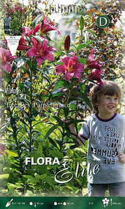 LILIUM GIGANTE PURPLE PRINCE (CONFEZIONE DA 2 BULBI)