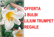 OFFERTA 3 BULBI LILIUM TRUMPET REGALE