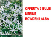 OFFERTA 6 BULBI NERINE BOWDENII ALBA