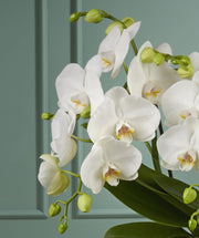 ORCHIDEA PHALAENOPSIS TABLO BIANCO CHAMPAGNE VASO 12CM