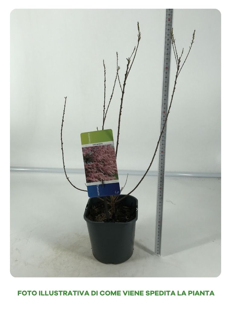 TAMARIX TETRANDRA VASO 17CM