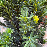 TAXUS MEDIA HILLII VASO 17CM