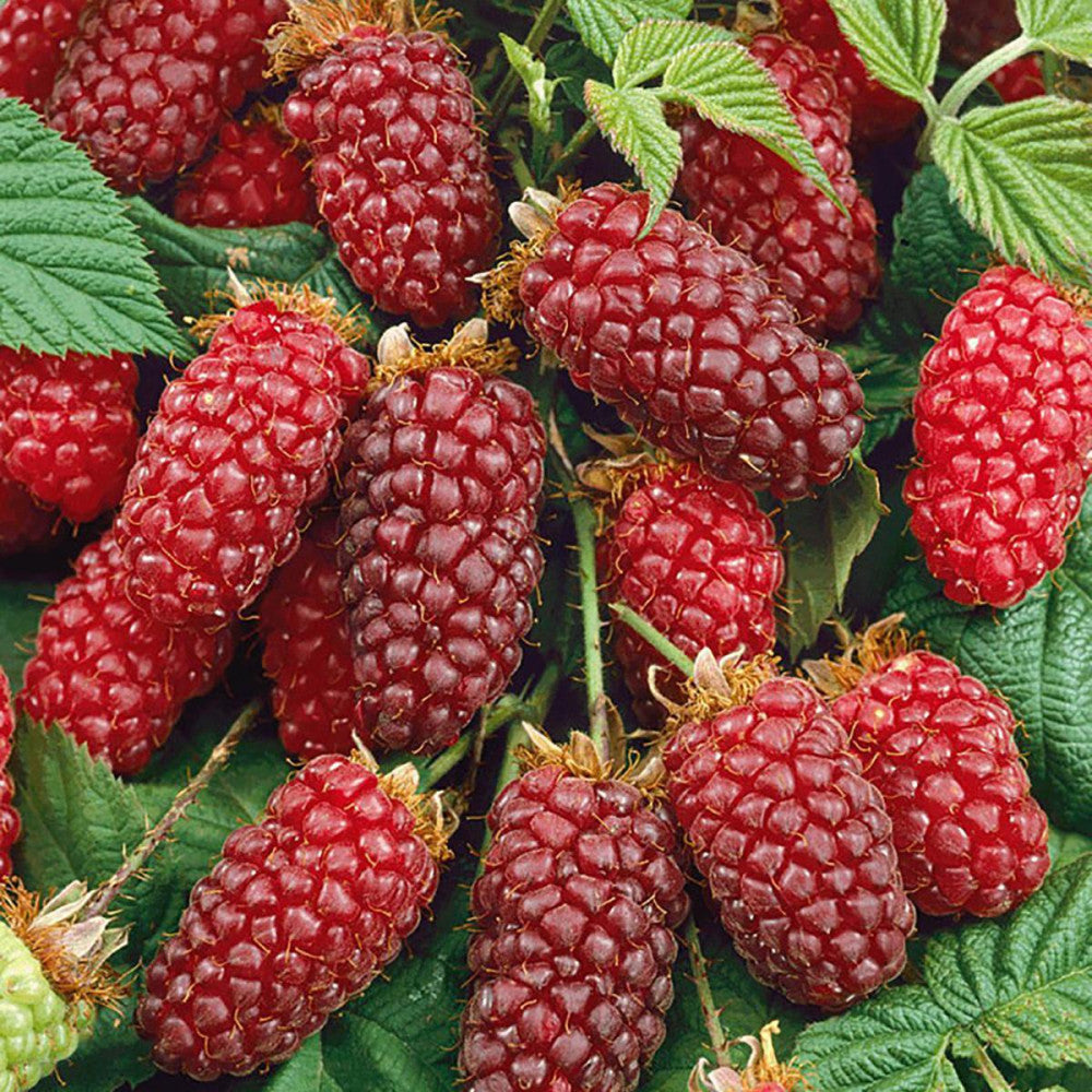 RUBUS TAYBERRY (1 PIANTA)