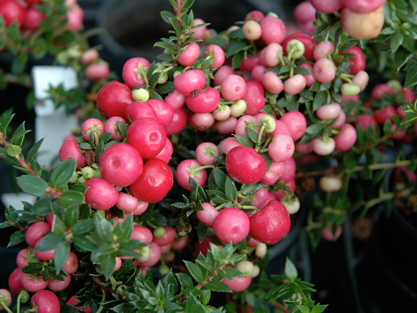 GAULTHERIA MUCRONATA ROSA O BIANCA ASSORTITA VASO 14CM