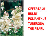 OFFERTA 21 BULBI POLIANTHUS TUBEROSA THE PEARL