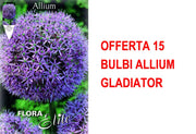 OFFERTA 15 BULBI ALLIUM GLADIATOR