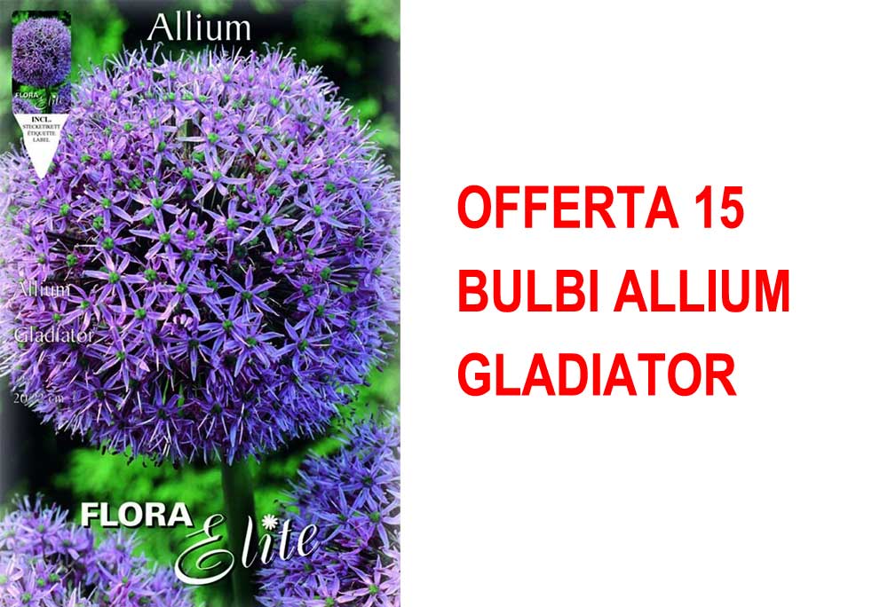 OFFERTA 15 BULBI ALLIUM GLADIATOR
