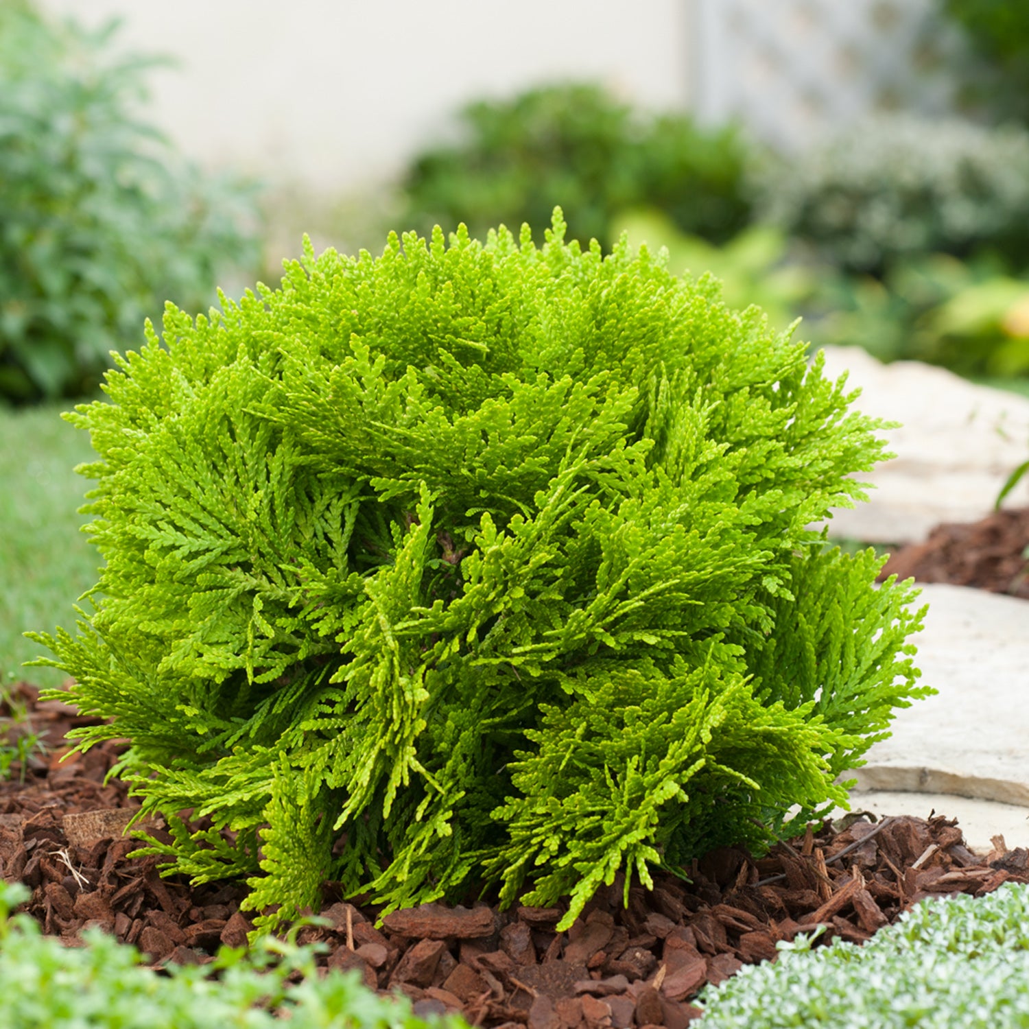 THUJA OCCIDENTALIS MIRJAM VASO 19CM