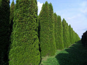 THUJA OCCIDENTALIS SMARAGD VASO 13CM