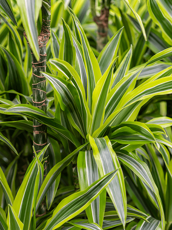 DRACENA LEMON H.45-15 CM, VASO 15CM