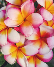 PLUMERIA POMELIA IN VASO 20CM ROSA, GIALLA E BIANCA, THUMBALINA