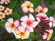 PLUMERIA POMELIA  THUMBALINA IN VASO 18CM