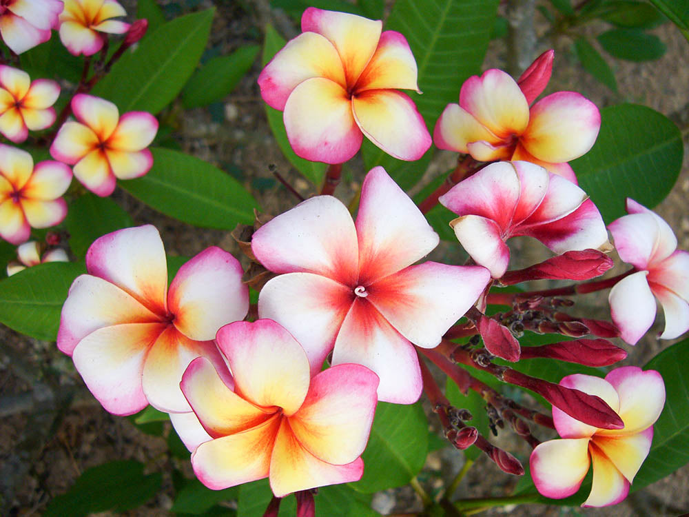 PLUMERIA POMELIA  THUMBALINA IN VASO 18CM