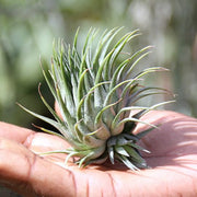 TILLANDSIA ASSORTITA 6CM
