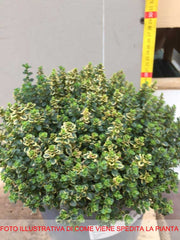 THYMUS CITRIODORUS AL LIMONE VASO 18CM