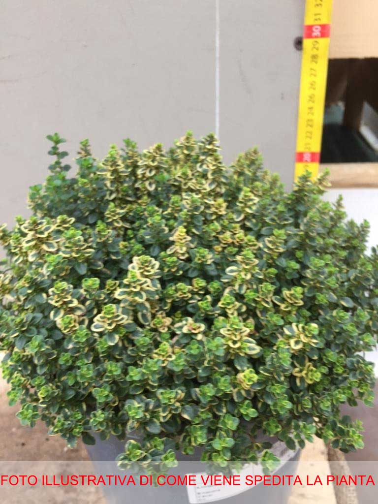 THYMUS CITRIODORUS AL LIMONE VASO 18CM