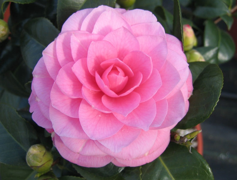 CAMELIA JAPONICA ROSA VASO 17CM